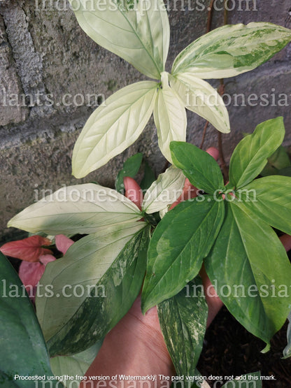 syngonium albo variegated, syngonium mature leaves, syngonium albo mature leaves