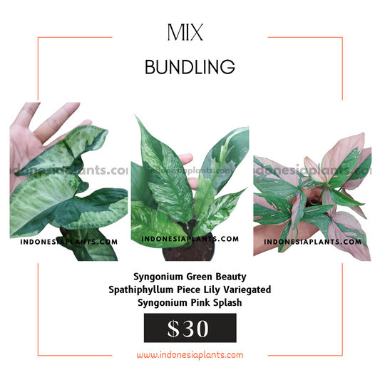 Syngonium Green Beauty, Spathiphyllum Peace Lily Variegated, Syngonium Pink Splash