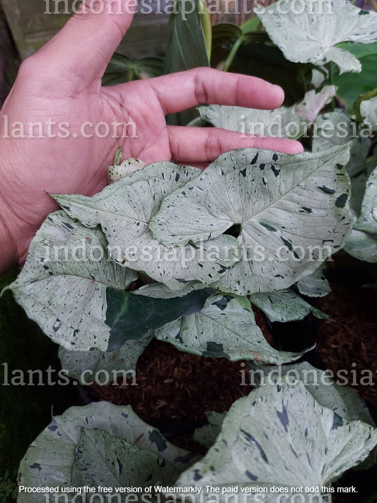 A hand gently holding Syngonium Green Splash leaves, revealing their splash-like variegation.