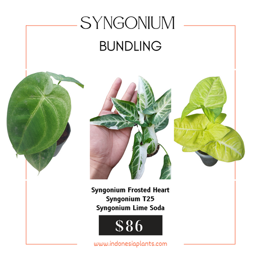 Syngonium Macrophyllum Frosted Heart, Syngonium T25, Syngonium Lime Soda