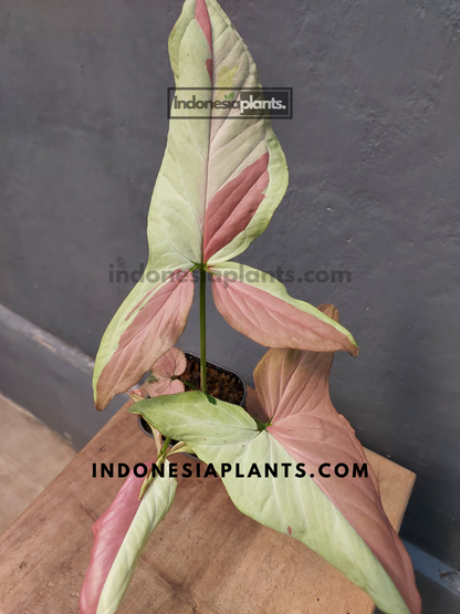 Syngonium Pink Salmon