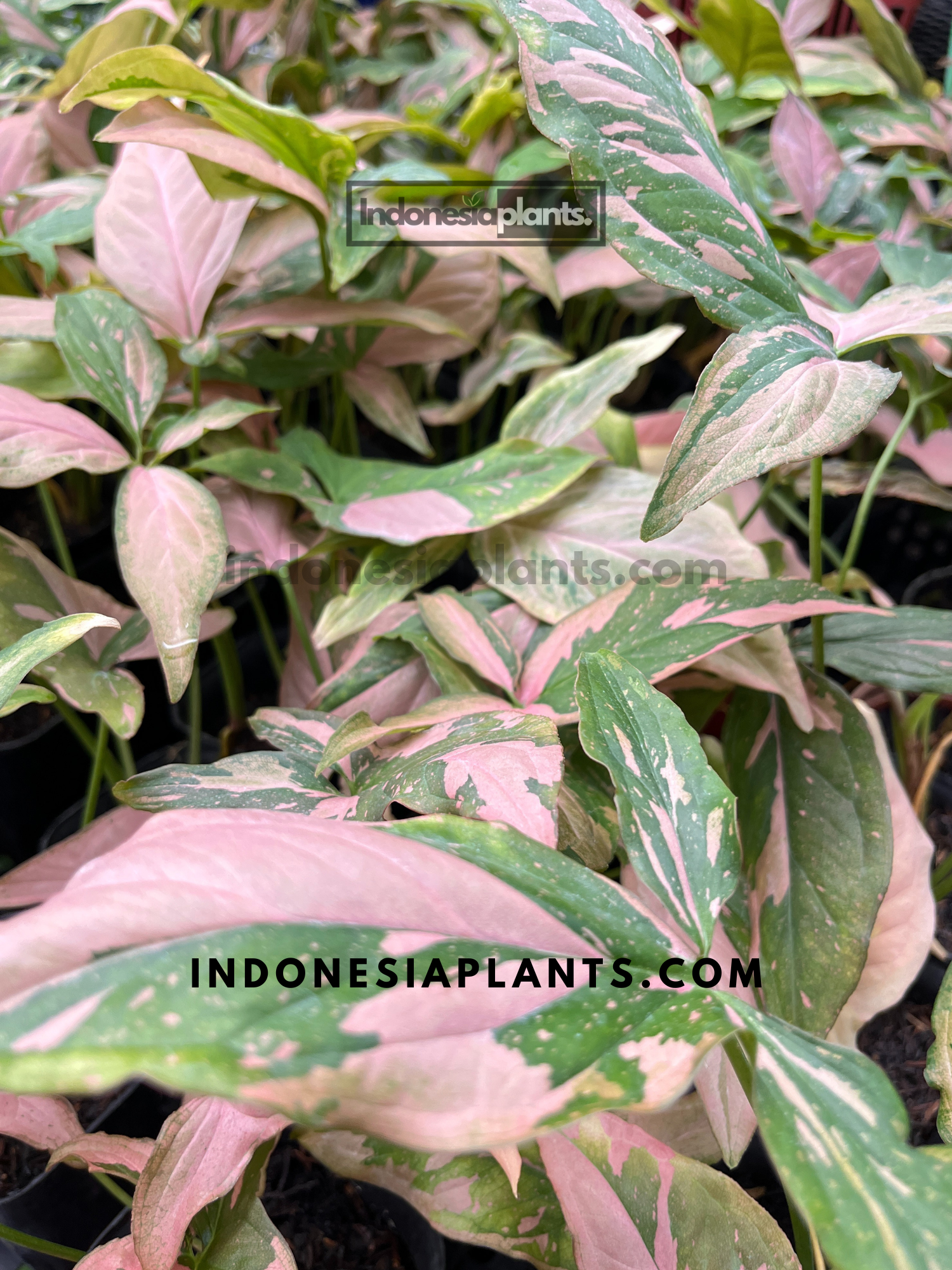 Syngonium Pink Splash