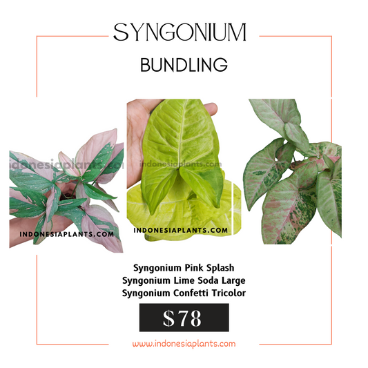 Syngonium Lime Soda, Syngonium Pink Splash, Syngonium Confetti Tricolor
