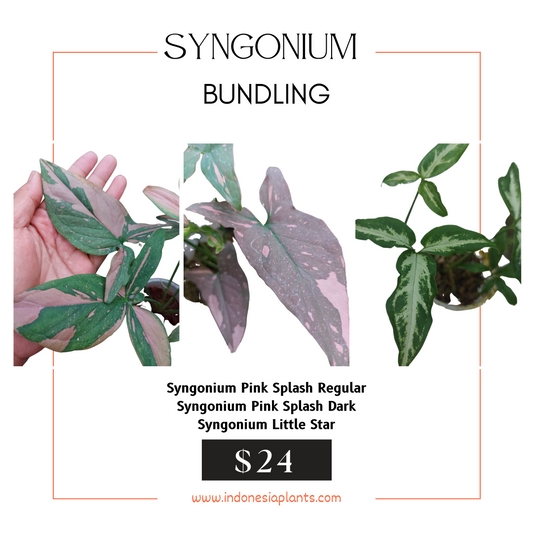 Syngonium Pink Splash Regular, Syngonium Pink Dark, Syngonium Little Star