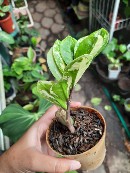 zamioculcas_zamiifolia_variegated